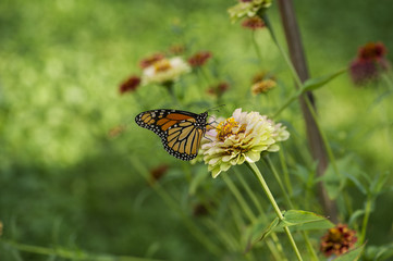 Monarch butterfly