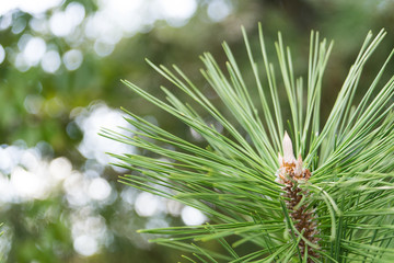 まつぼっくり　pine tree　Pine cones