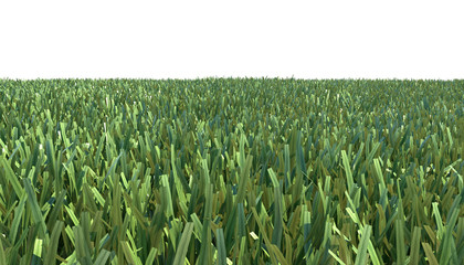 Grass, wide frame background.