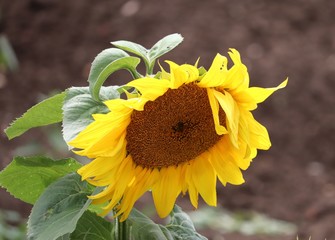 large sunflower head.large yellow petals
