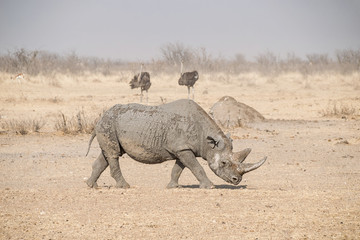 Fototapeta premium Black Rhinoceros