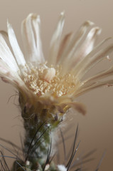 Neochilenia flower