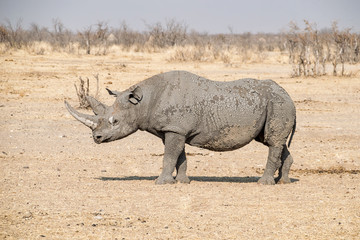 Obraz premium Black Rhinoceros