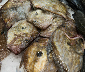 Fresh John Dory fishes or St.Pierre at fish market.