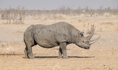 Black Rhinoceros