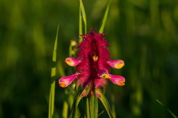 Close up Crested Cow-wheat (Melampyrum cristatum)