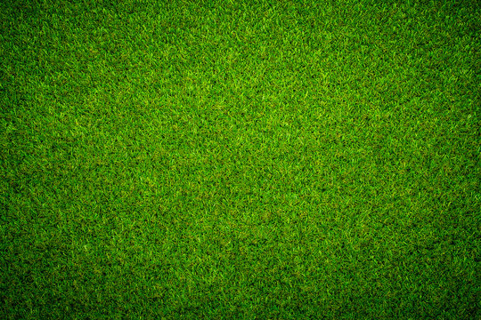 Green grass background Keyword here