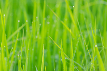 Grass with dew drop in the morning, selective focus.