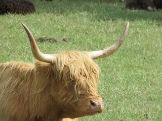 Highland Cow