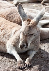 Western grey kangaroo lying down in sand