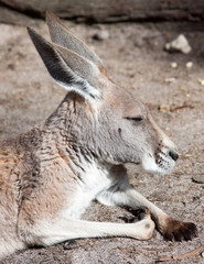 Naklejka na ściany i meble Western grey kangaroo lying down