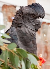 Red-tailed black cockatoo