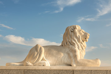 Majestic lions