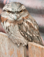 Tawny frogmouth sitting on fence