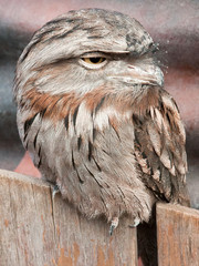 Tawny frogmouth sitting on fence