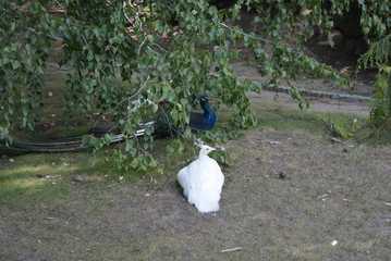 Beautiful peacocks under a green tree, a white bright peacock and a multicolor ordinary peacock