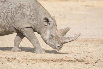 Fototapeta premium Black Rhinoceros