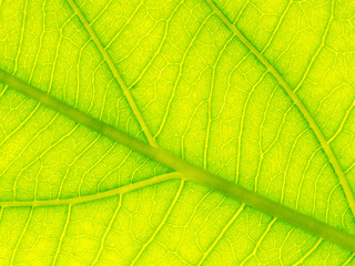 Naklejka na ściany i meble Select focus of green leaf texture macro and bleary of leaves texture.Useful as background.