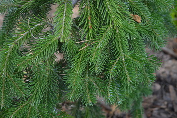 A small decorative green tree, a spruce with beautiful branches