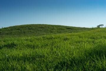 hill covered with uncut green grass on a blue sky background.