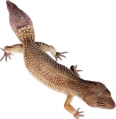 Broad-Tailed Gecko