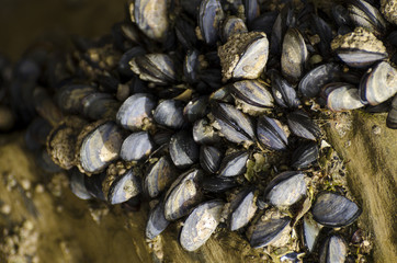 Seashells attached to a rock