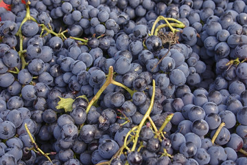 Blue grapes in close up