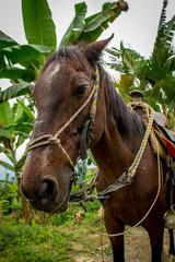 caballo
