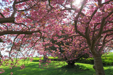 Fototapeta premium Flower trees