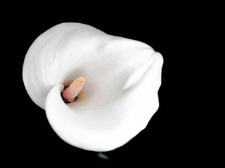 White flamingo flower with black background.