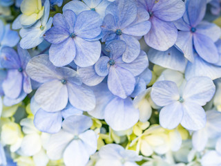 Abstract nature pattern and background of hydrangea flowers.