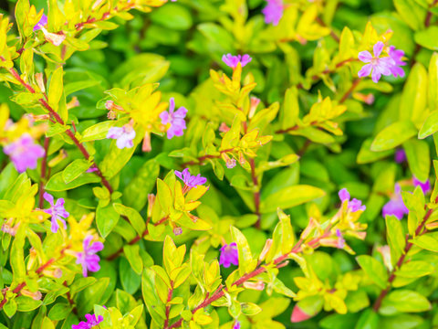 Small vivid pink flowers bush. Abstract nature pattern and background. - Powered by Adobe