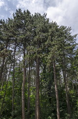 Fototapeta premium Мagnetic landscape of summer nature with green mix coniferous and deciduous forest in the natural old West park, Sofia, Bulgaria 