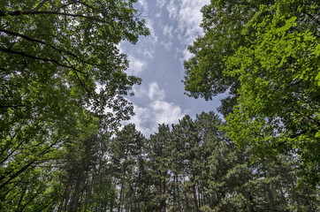 The crown of group diverse trees and sky with sun  in summer at natural old West park, Sofia, Bulgaria 