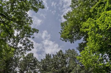 The crown of group diverse trees and sky with sun  in summer at natural old West park, Sofia,...