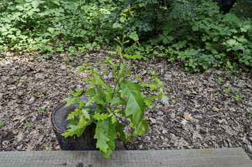 Green sapling of young oak-tree or Quercus grow from old trunk in the  natural old West park, Sofia, Bulgaria  