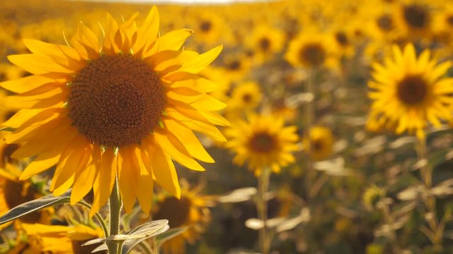 Sunset over the field of sunflowers against a cloudy sky. Beautiful summer landscape agriculture. slow motion video. field of blooming sunflowers on a background sunset. harvesting lifestyle