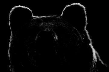 Naklejka premium Kontur twarzy niedźwiedzia brunatnego w czerni i bieli. Niedźwiedź twarz na czarnym tle.