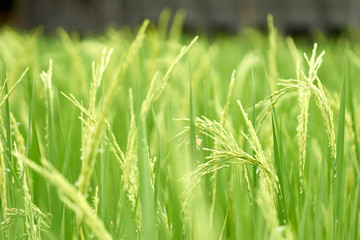 Jasmine rice species See the wind swaying movement has caught the ears of grain ready to harvest. Feel the search for relaxation. The concept of agricultural cultivation is the main occupation of farm