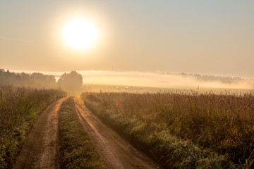 Field in the fog