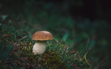 Petit cèpe sur la mousse