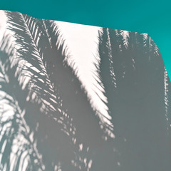 Palm shadow Minimal tropical fashion vibes