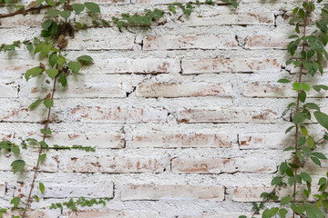 Green climber plant on vintage white brick wall. Green leaf on white wall bricks for background and copy space.