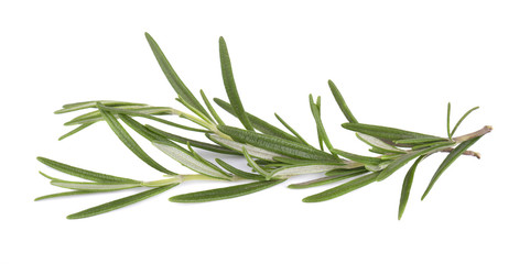 Obraz premium Sprig of fresh rosemary isolated on white background. Rosemary branch
