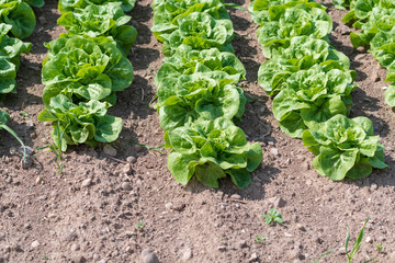 Salat auf dem Feld auf der Farm