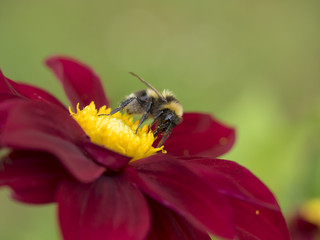 Bombus terrestris. Le bourdon terrestre ou cul blanc, une espèce de bourdon excellent pollinisateur, commun en Europe