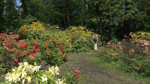 A man is photographing a flowering bush in a spring park