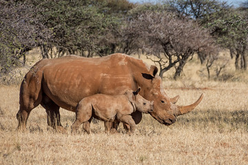 White Rhino Mother And Calf © Cathy Withers-Clarke