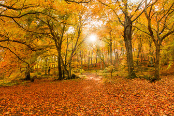 Foliage in Monti Cimini, Lazio, Italy. Autumn colors in a beechwood. Beechs with yellow leaves.