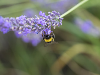 Bombus terrestris. Le bourdon terrestre ou cul blanc, une espèce de bourdon excellent...